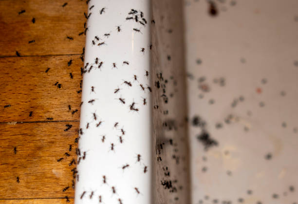 Best Best Pest Control Companies  in Waller, TX